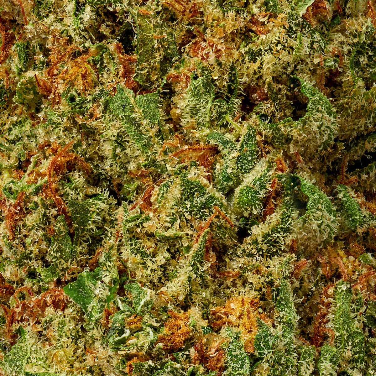 Granddaddy Purple