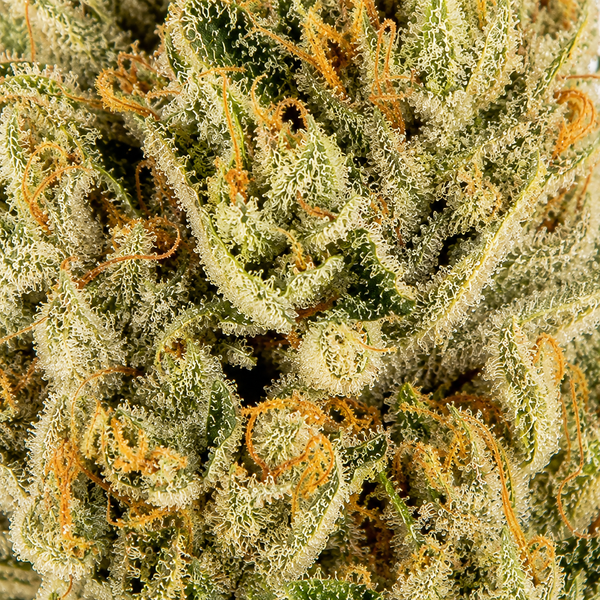 Papaya OG