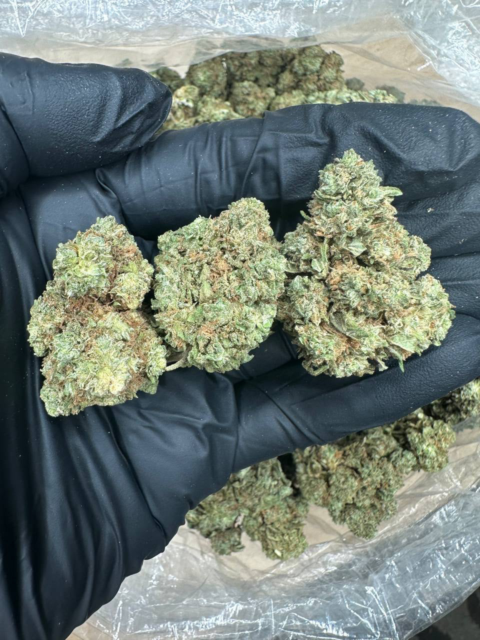 Blue Dream bud in a gloved hand