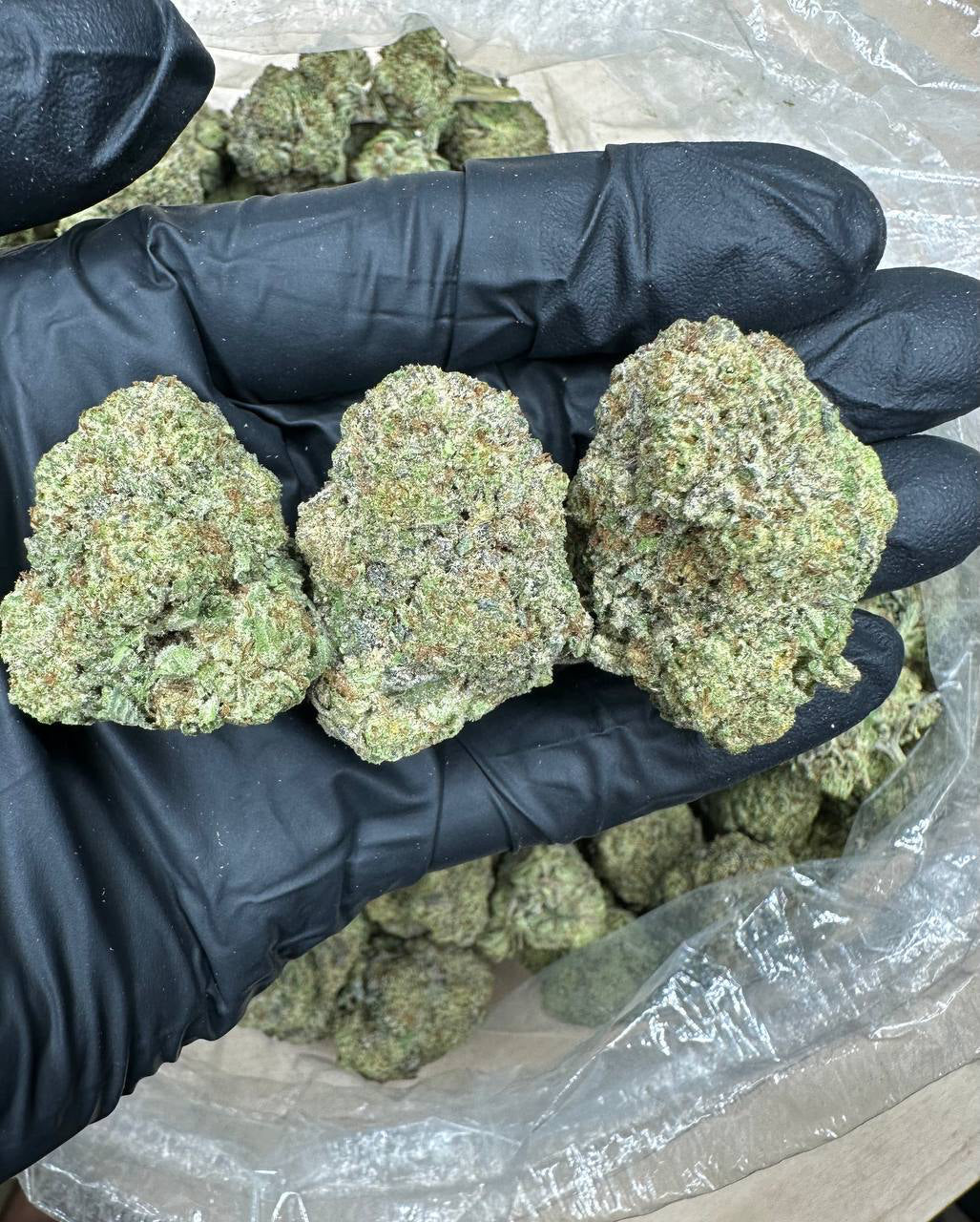 Girl Scout Cookies bud in a gloved hand