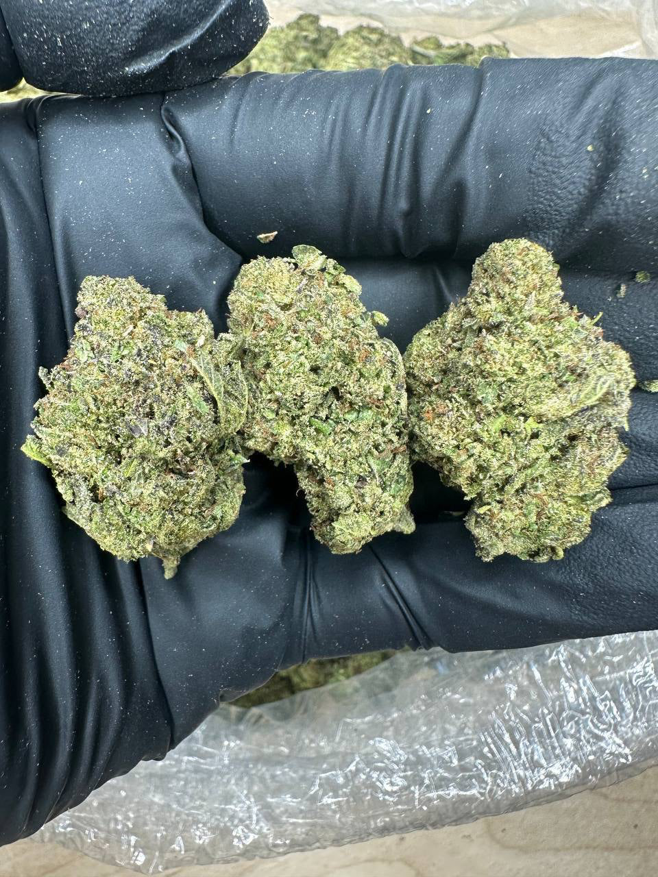 LA Confidential bud in a gloved hand