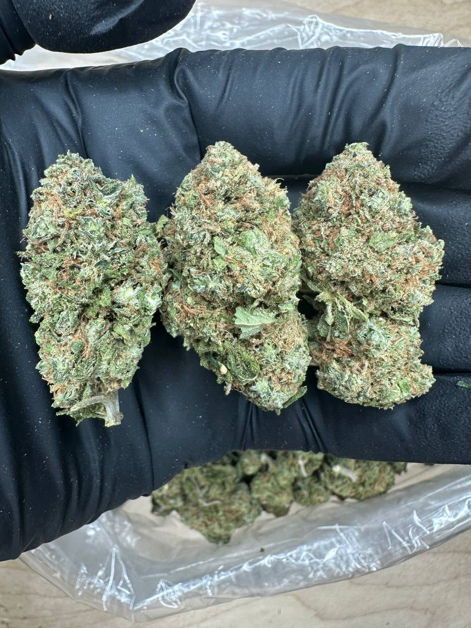 Lemon Cherry Gelato bud in a gloved hand