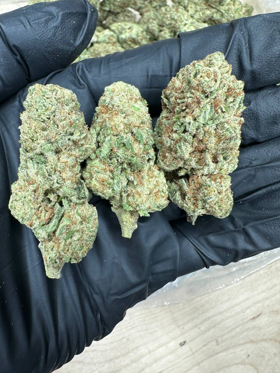 MAC 1 bud in a gloved hand