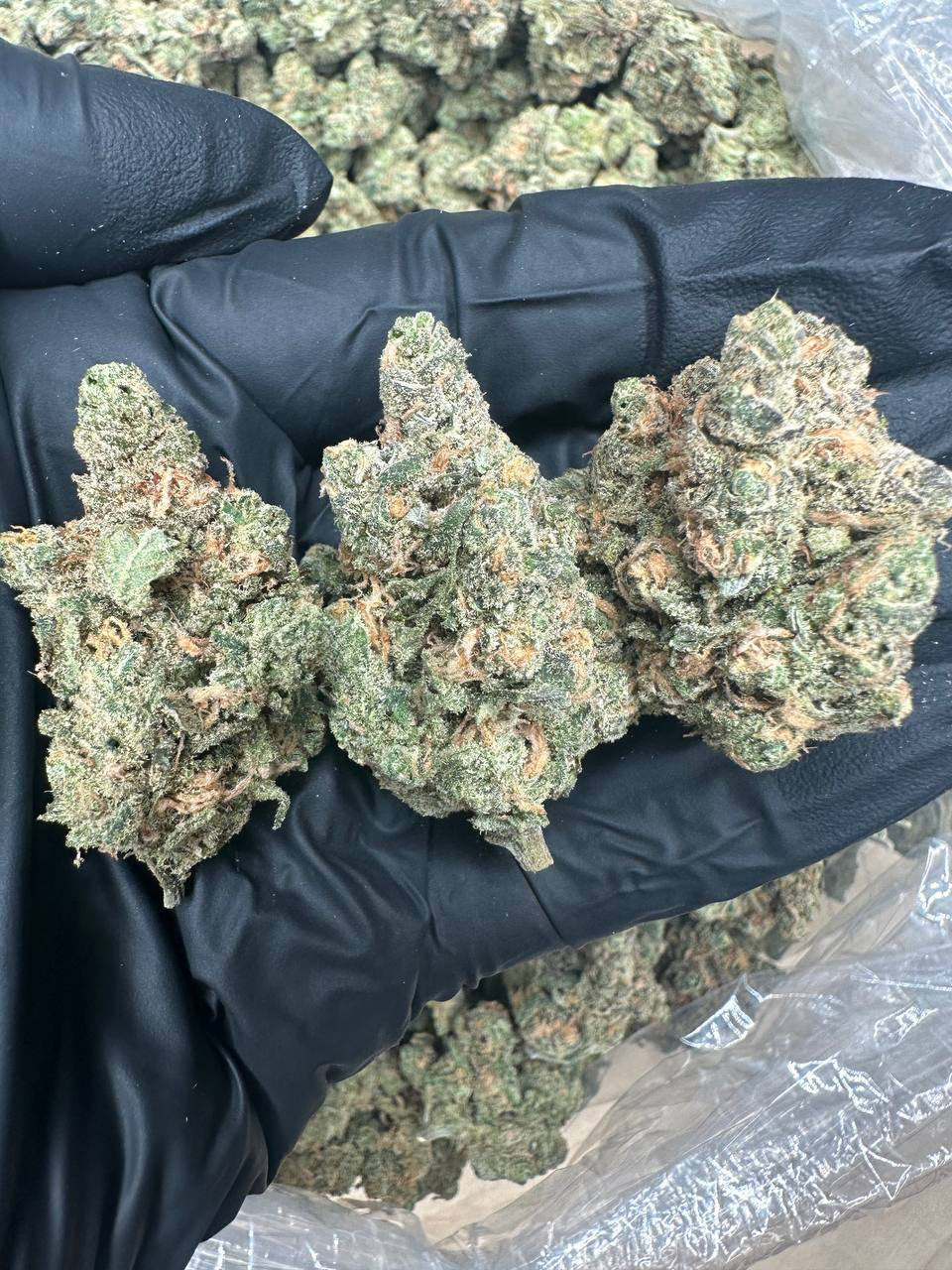 Maui Wowie bud in a gloved hand