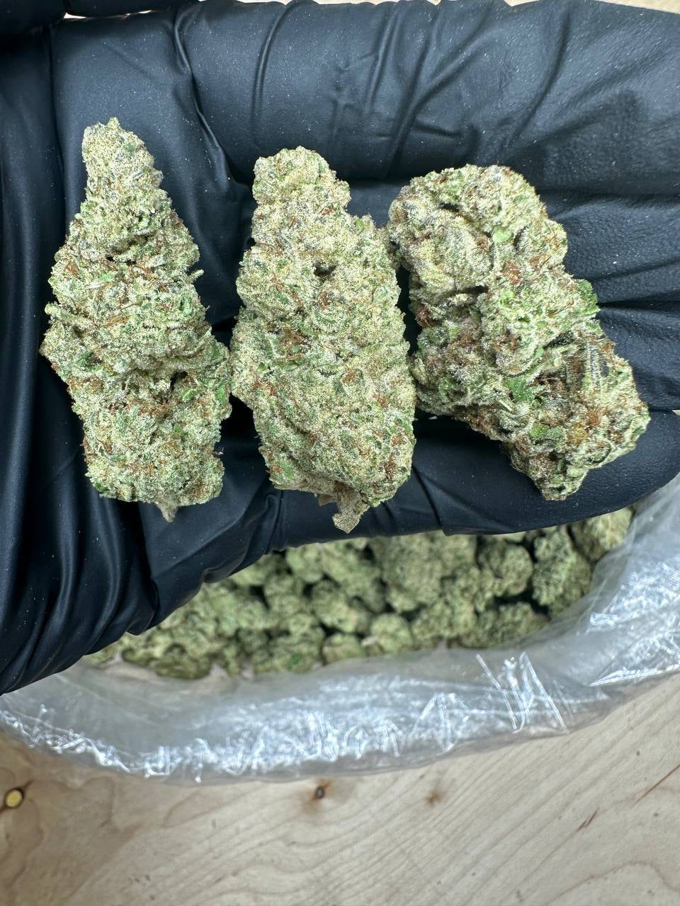 Papaya OG bud in a gloved hand