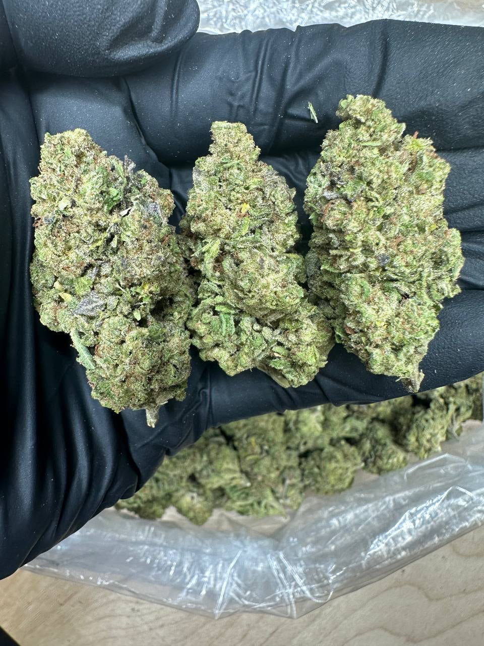 Purple Kush bud in a gloved hand