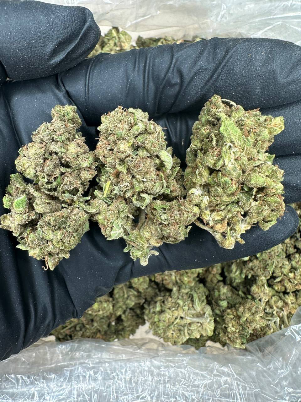 Sour Diesel bud in a gloved hand