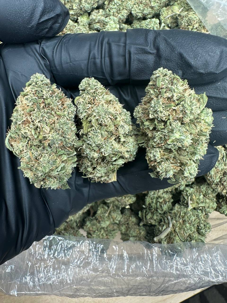 Sun Drift bud in a gloved hand