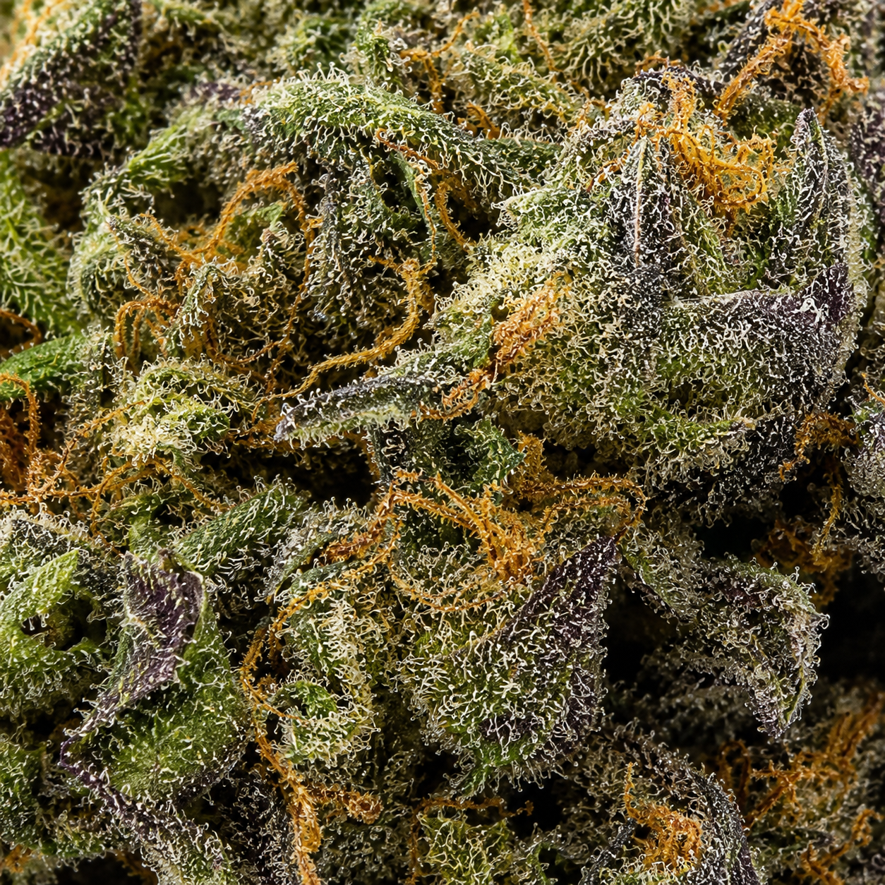 Purple Kush