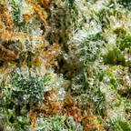 Chemdawg