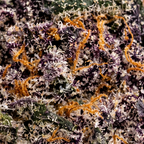 Granddaddy Purple