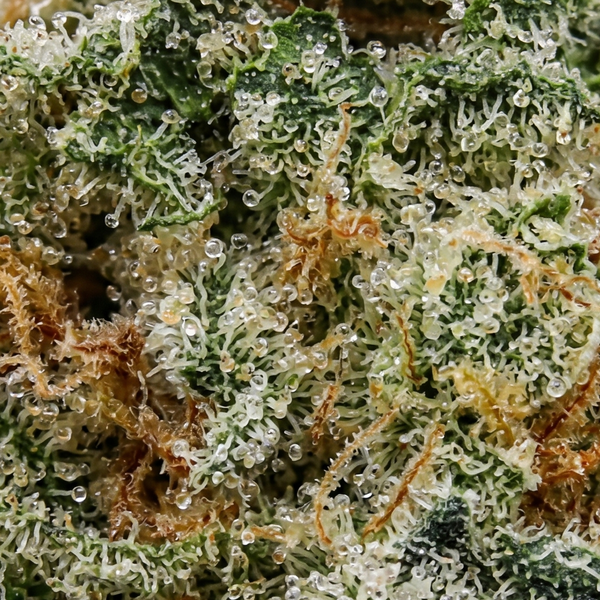 Girl Scout Cookies