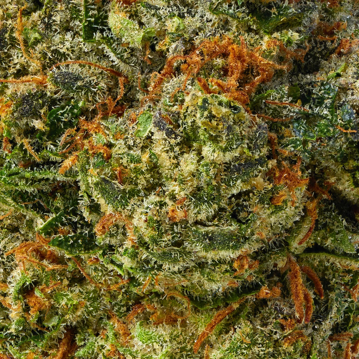 LA Confidential Bulk