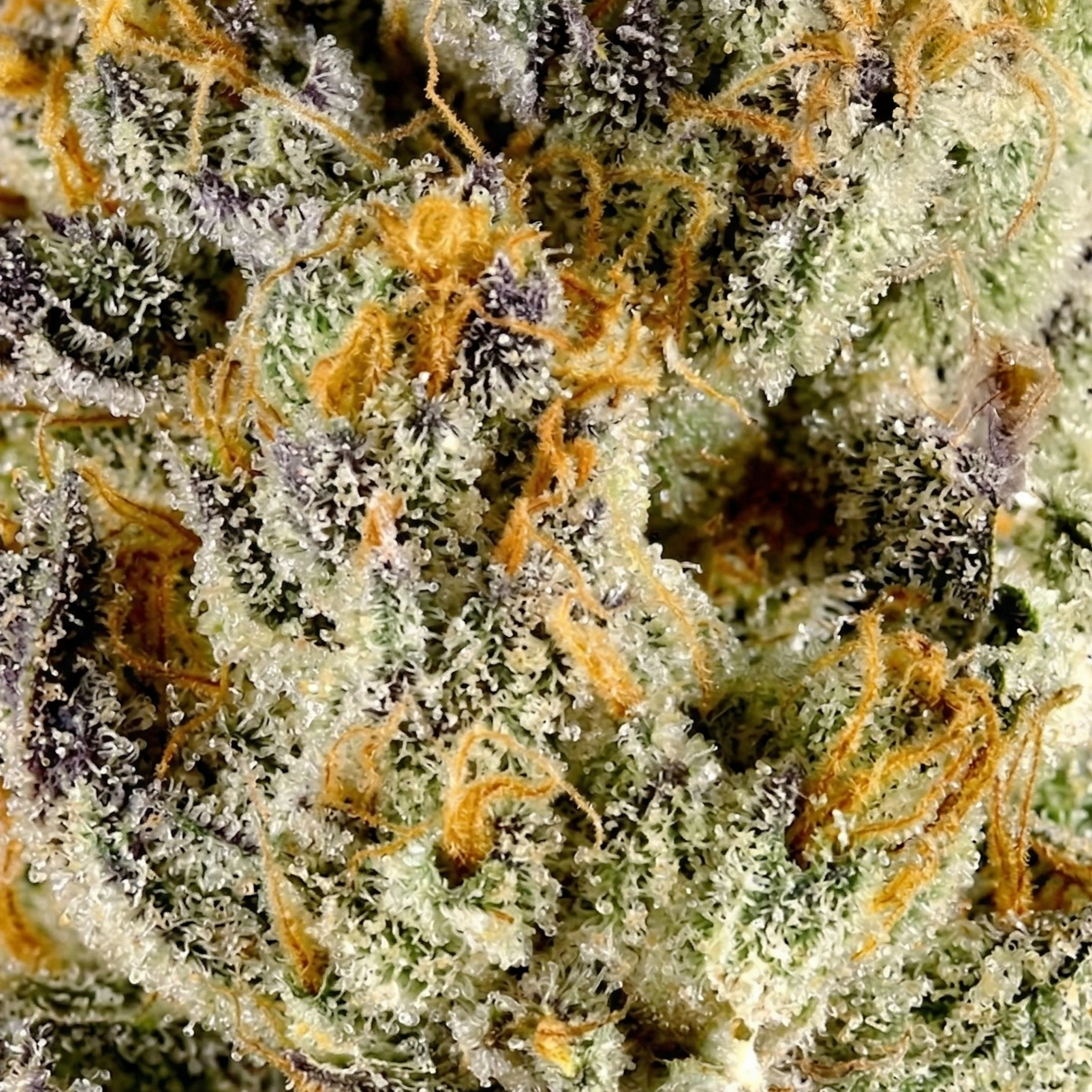 Lemon Cherry Gelato