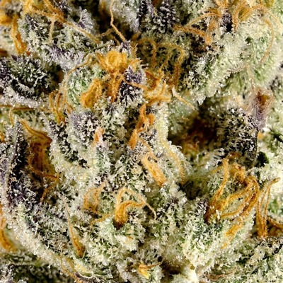 Lemon Cherry Gelato