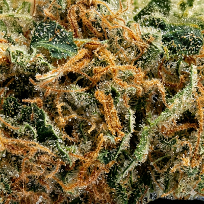 Maui Wowie