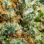 Papaya OG