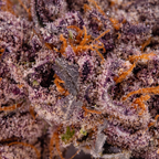 Purple Kush Bulk