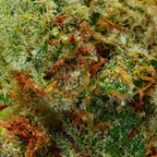 Sour Diesel Bulk