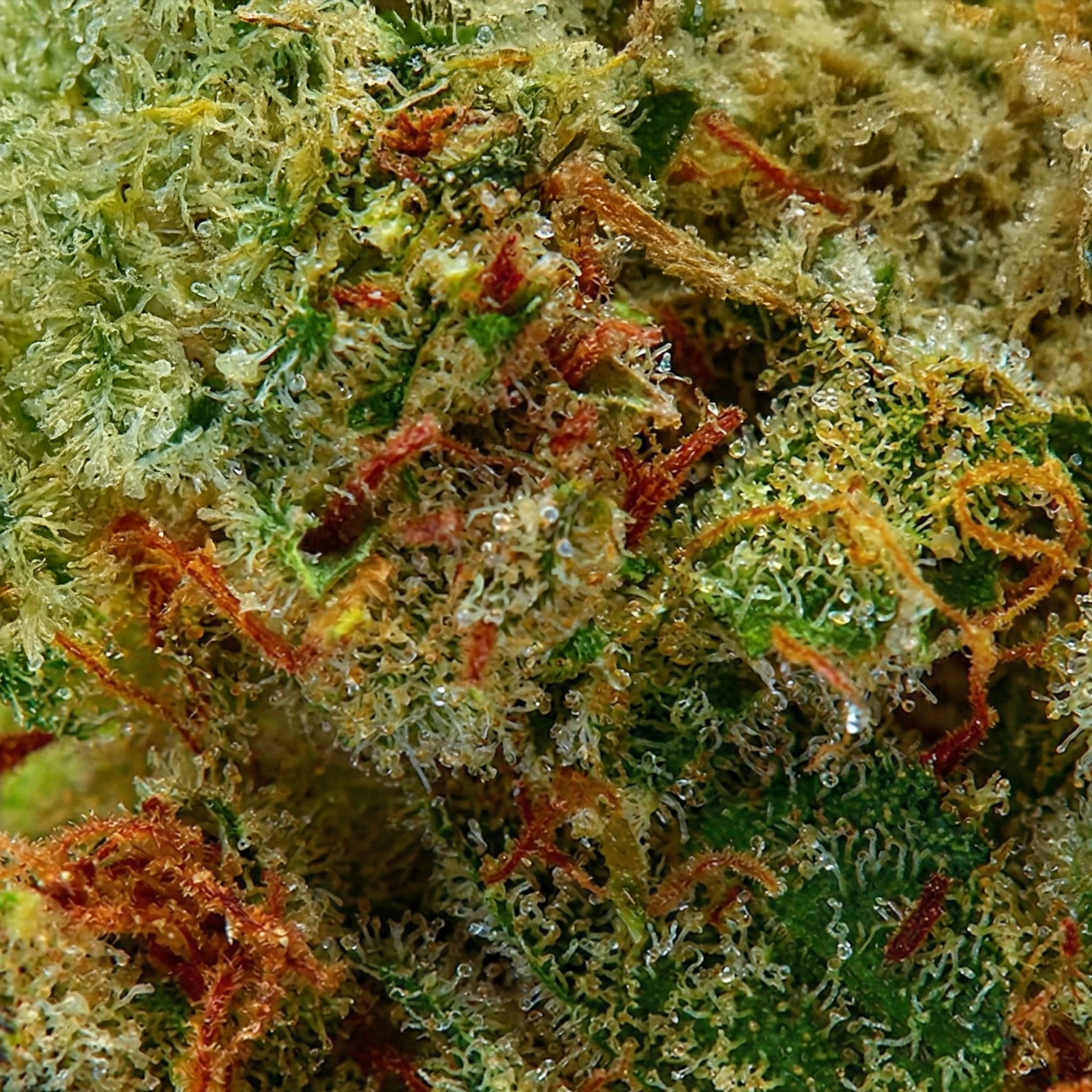 Sour Diesel Bulk