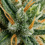 White Widow Bulk