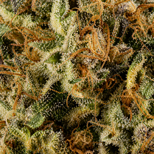Blue Dream Bulk