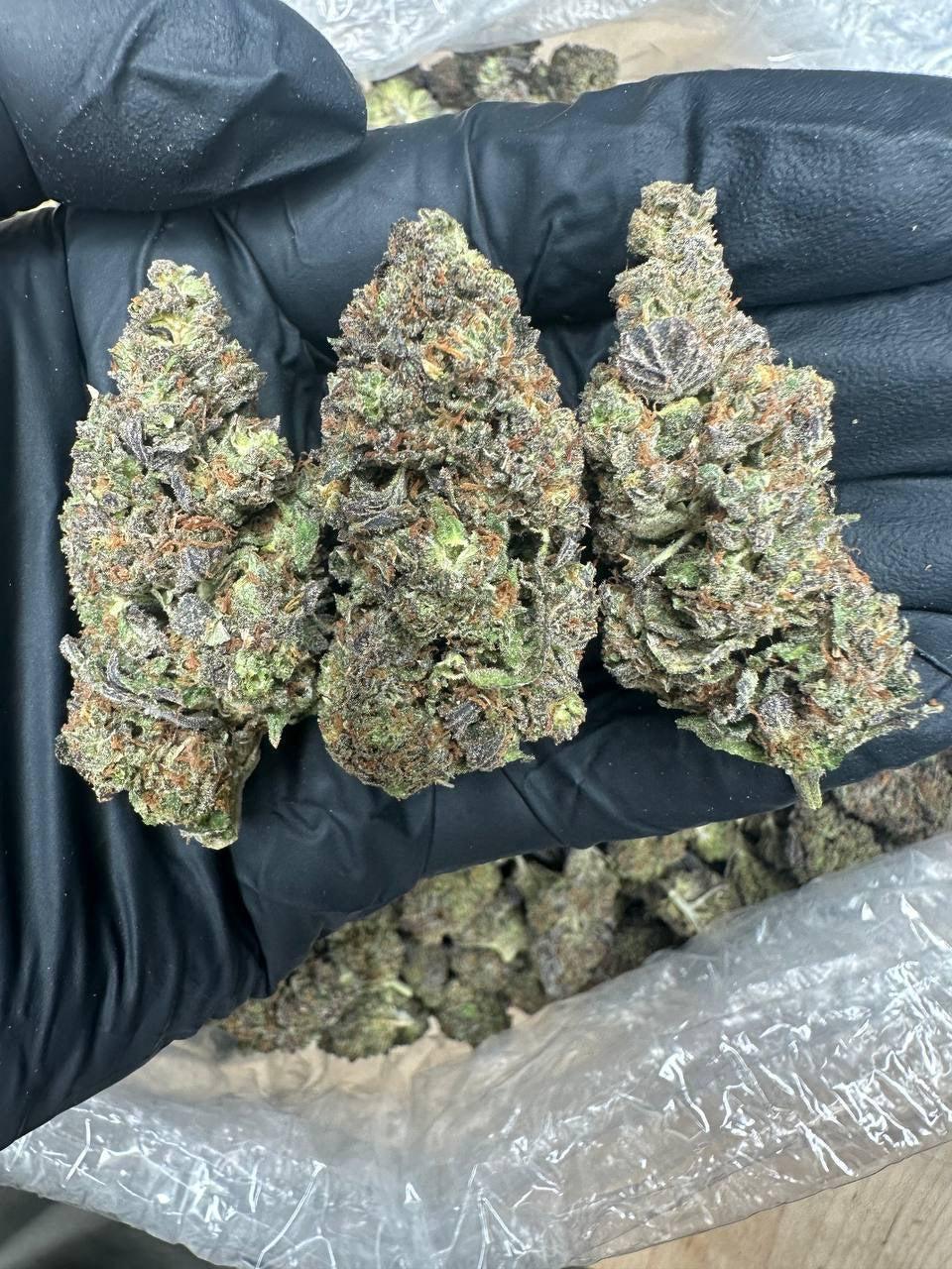 Acapulco Gold bud in a gloved hand
