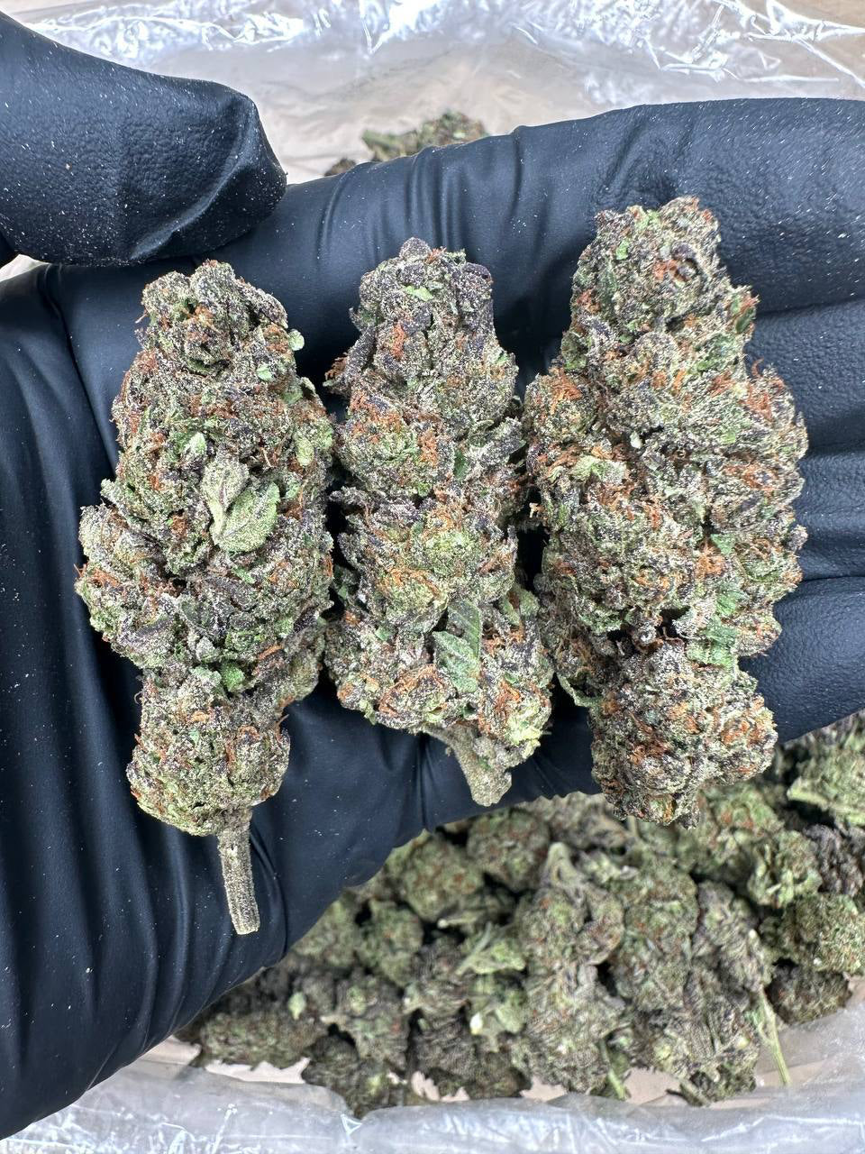 Granddaddy Purple bud in a gloved hand