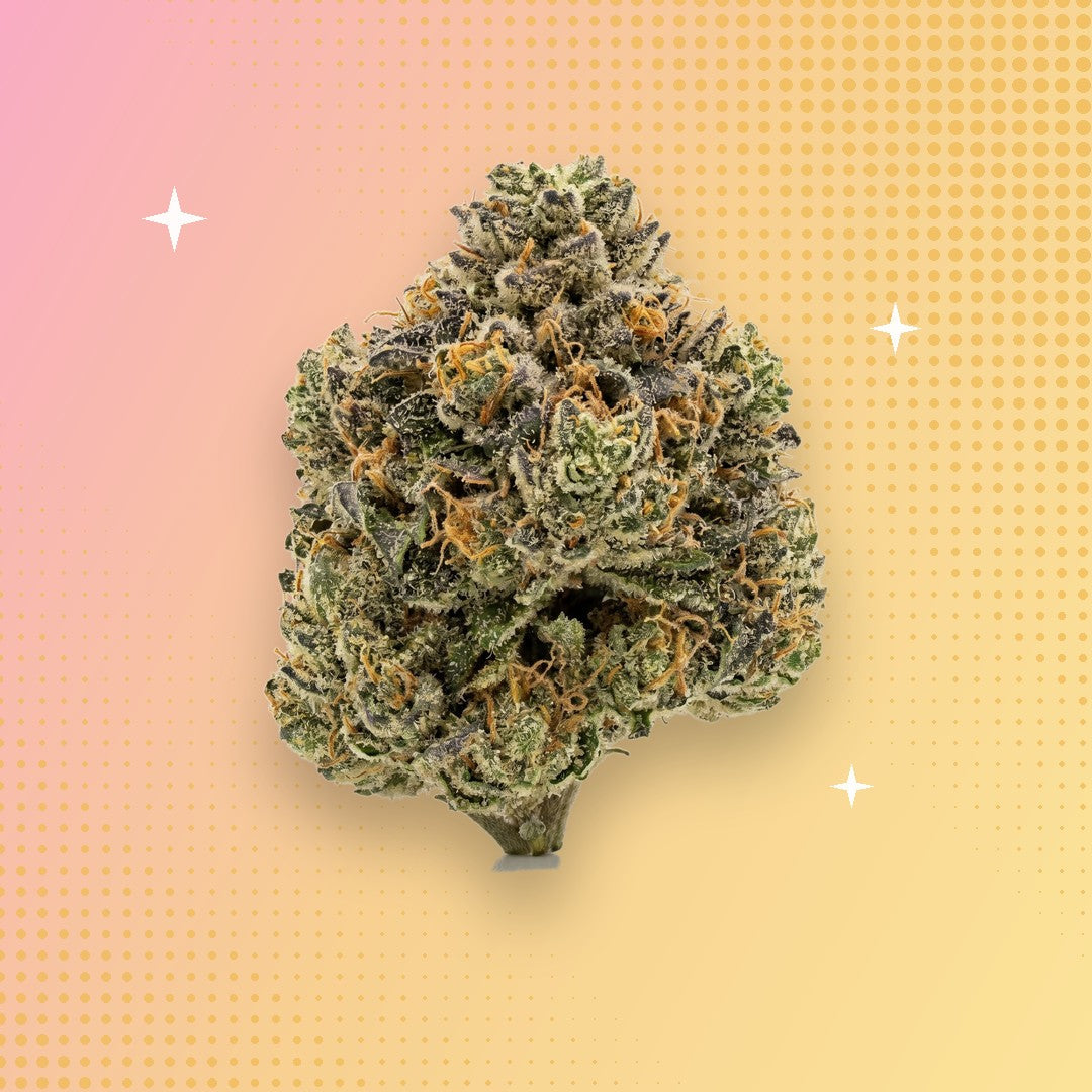 Purple Kush THCA flower