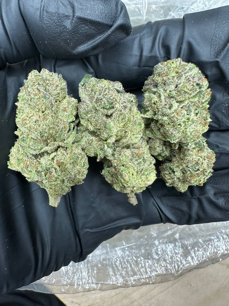 Tangie bud in a gloved hand