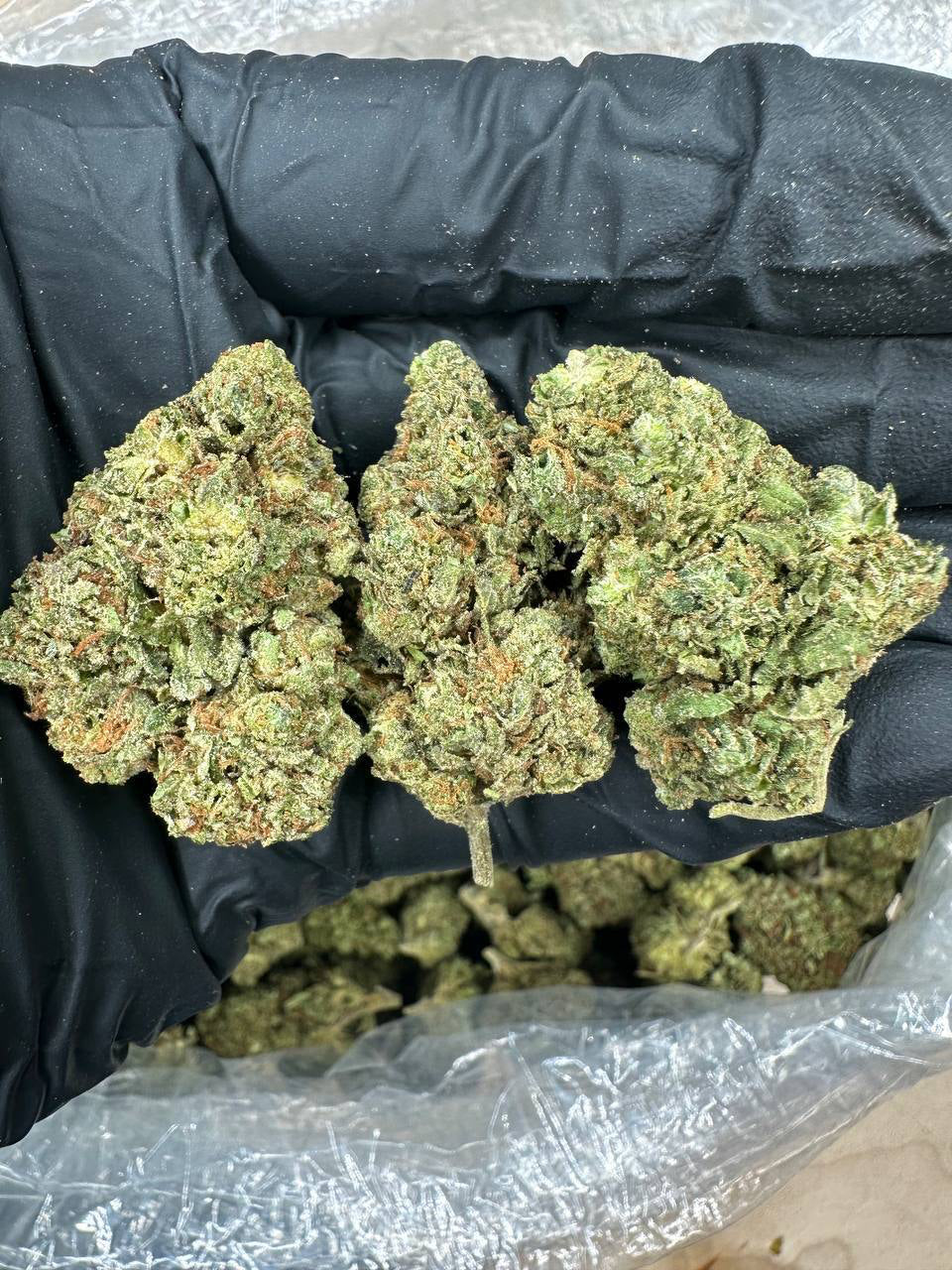 Wedding Cake bud in a gloved hand