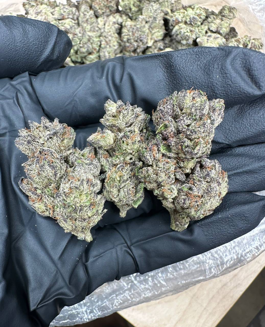 White Widow bud in a gloved hand