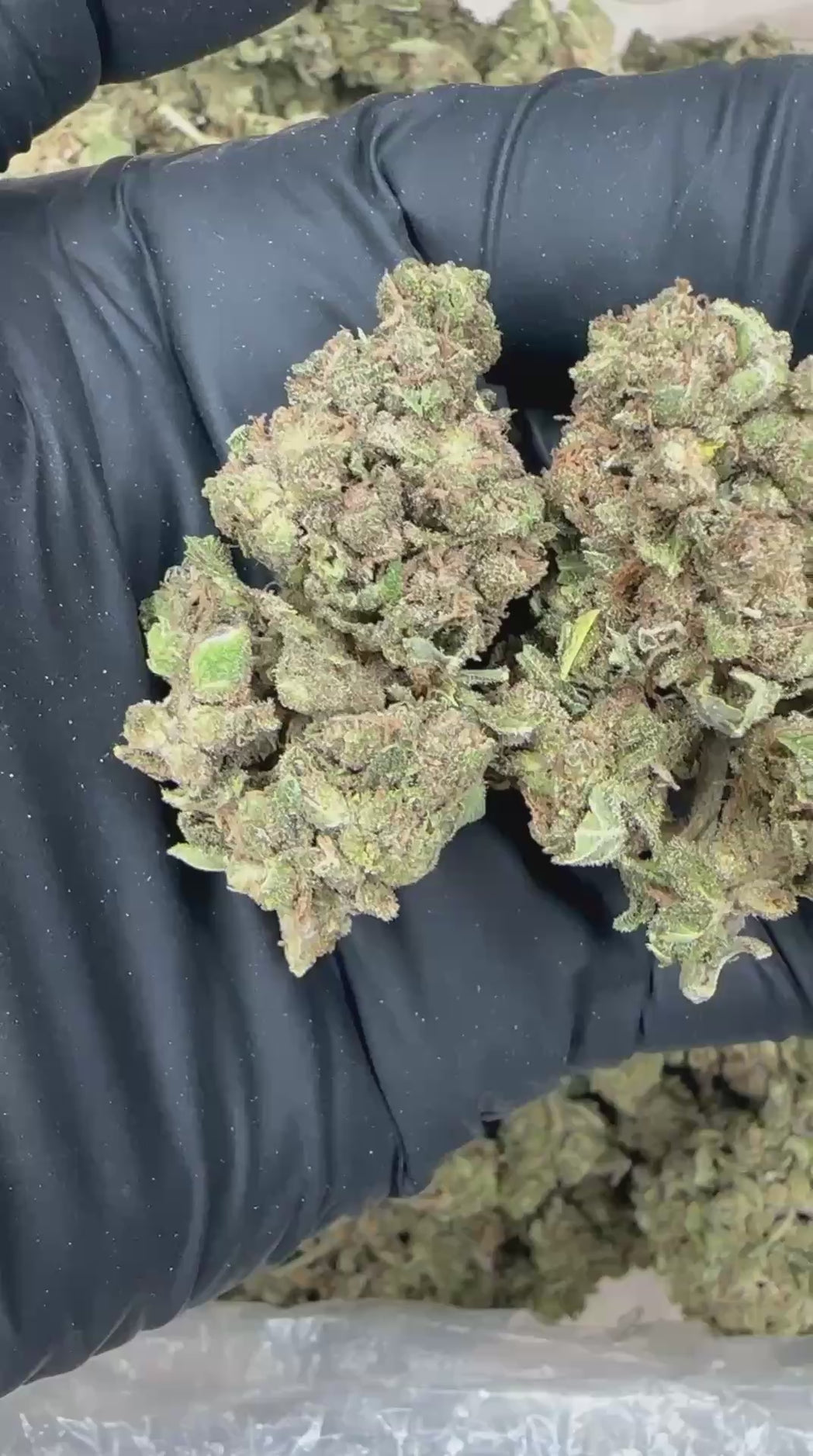 Sour Diesel close-up video