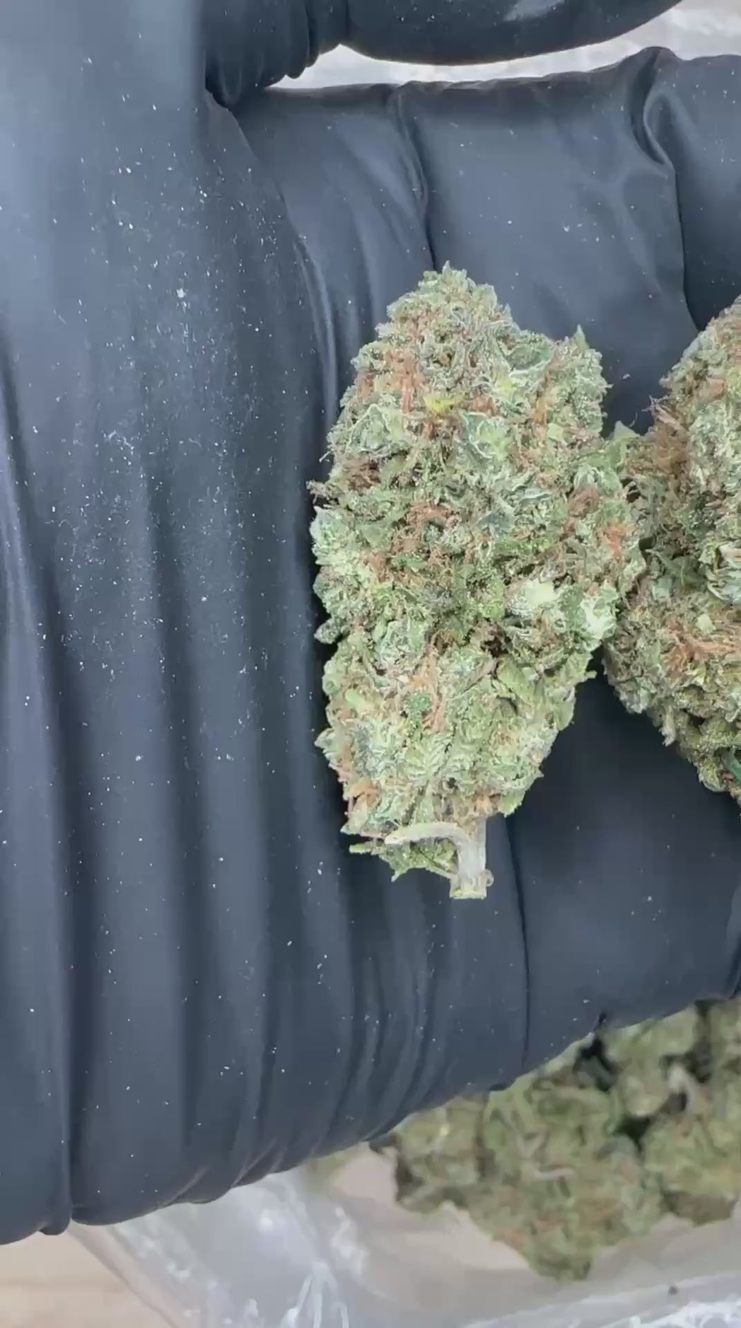 Lemon Cherry Gelato close-up video