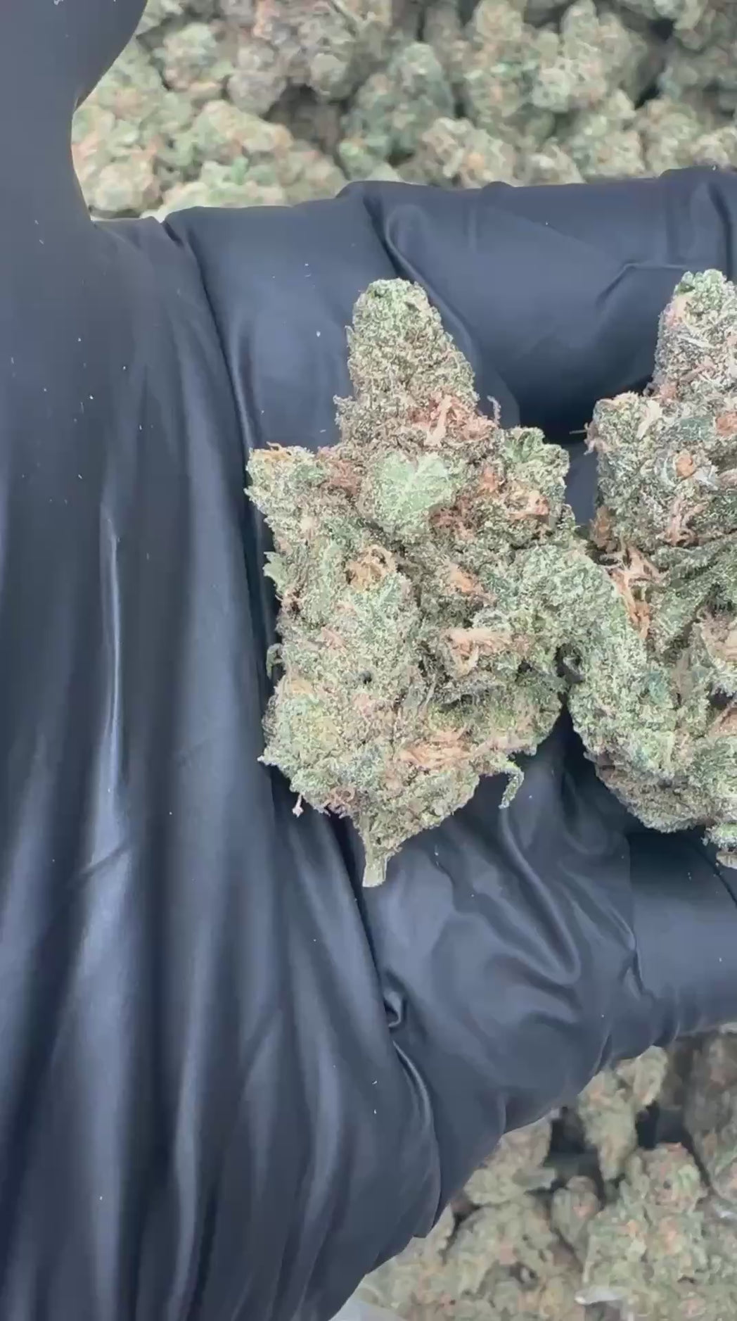 Maui Wowie close-up video