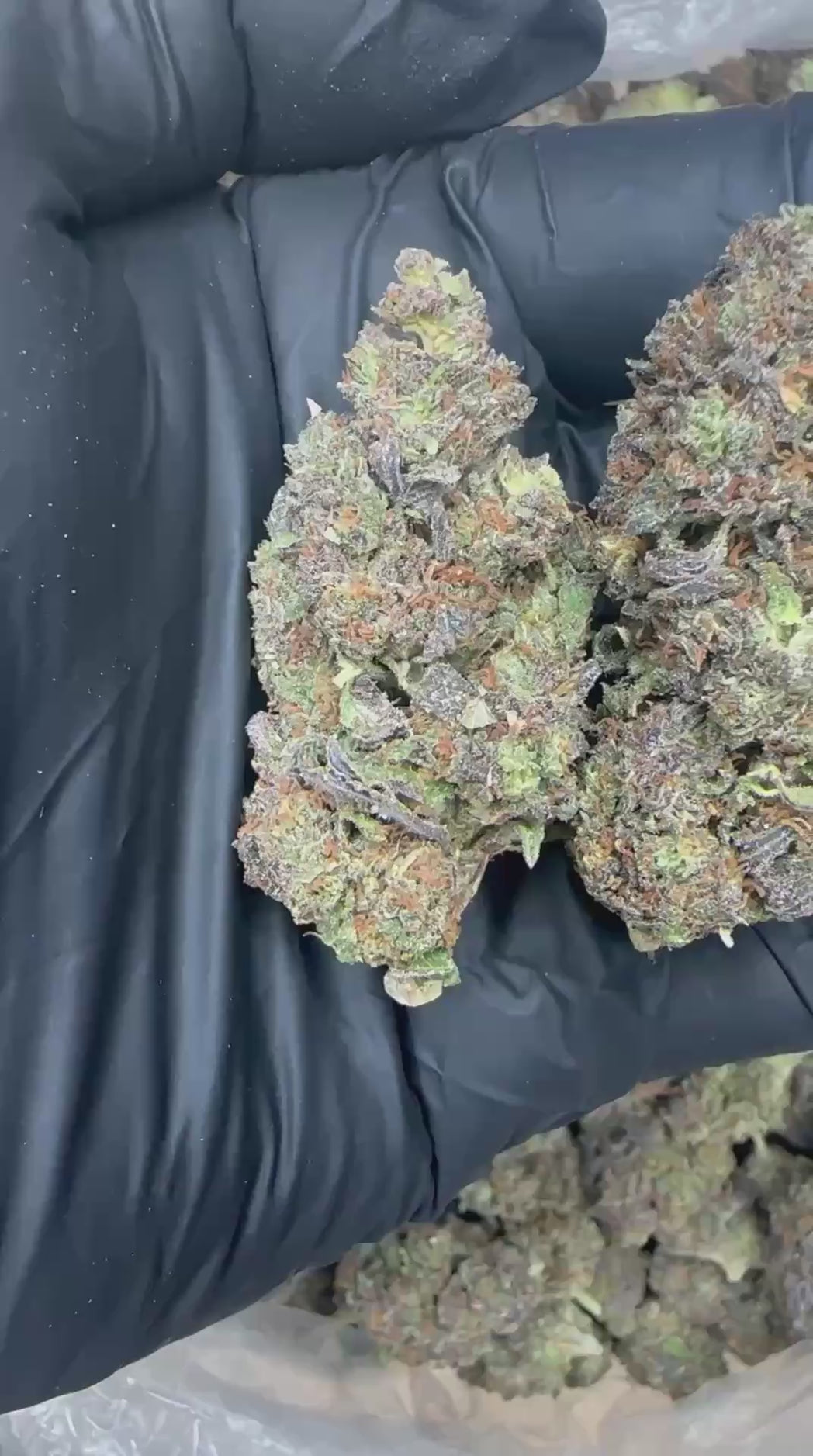 Acapulco Gold close-up video