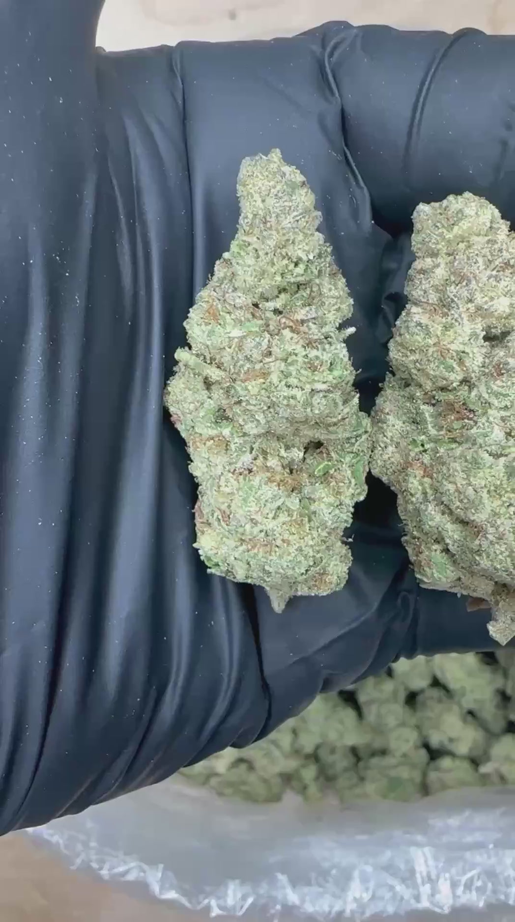 Papaya OG close-up video