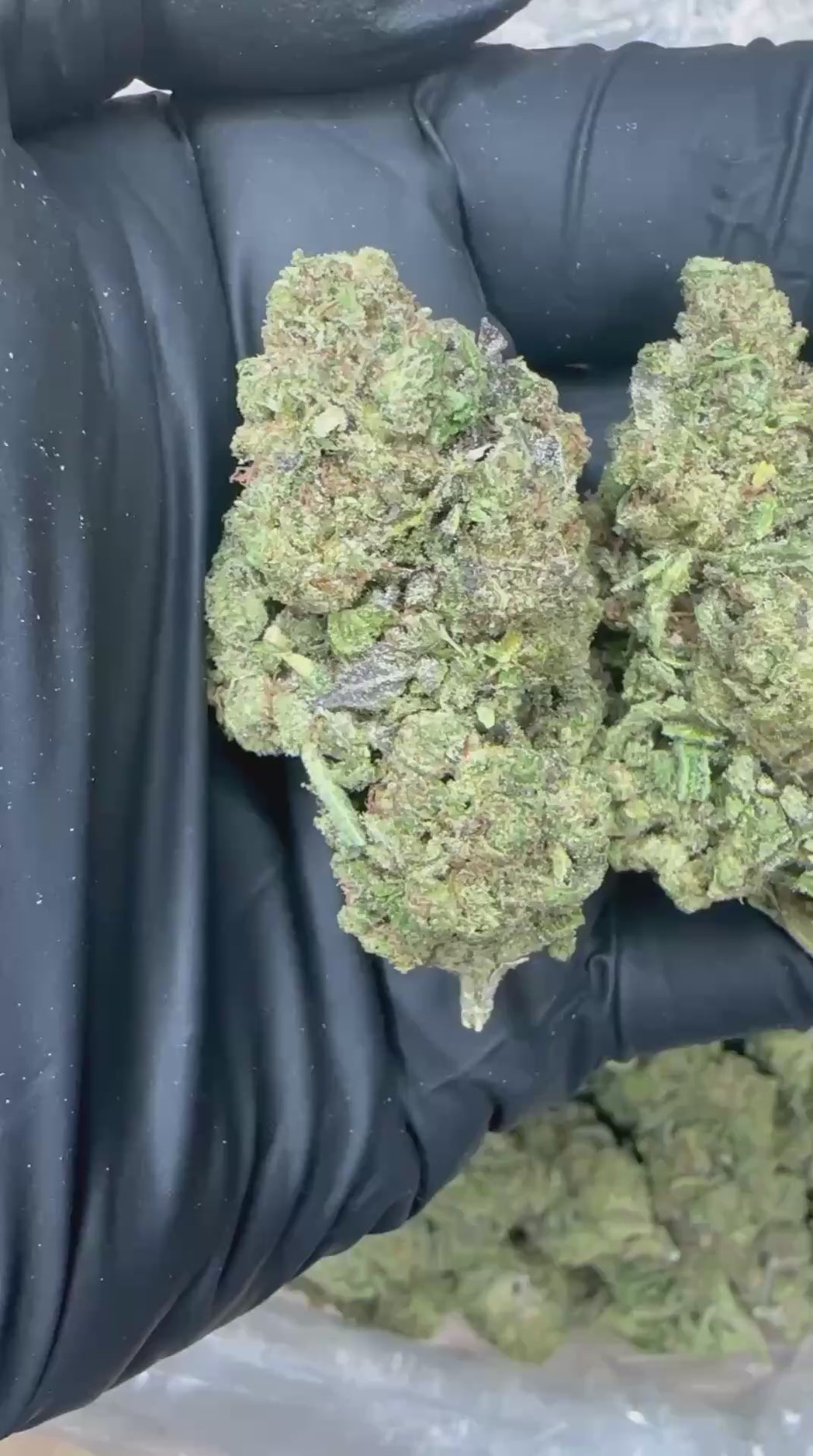 Purple Kush close-up video