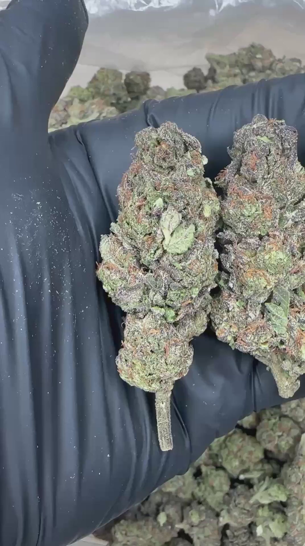 Granddaddy Purple close-up video
