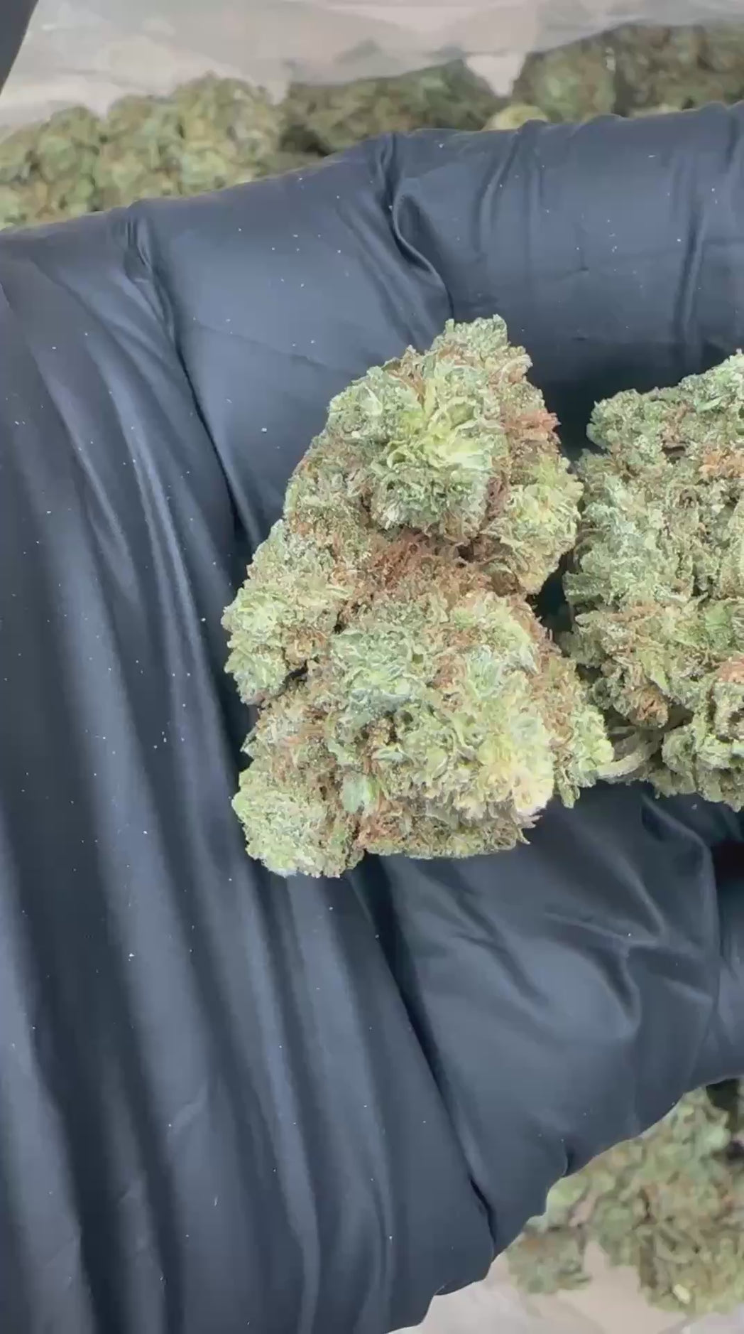 Blue Dream close-up video