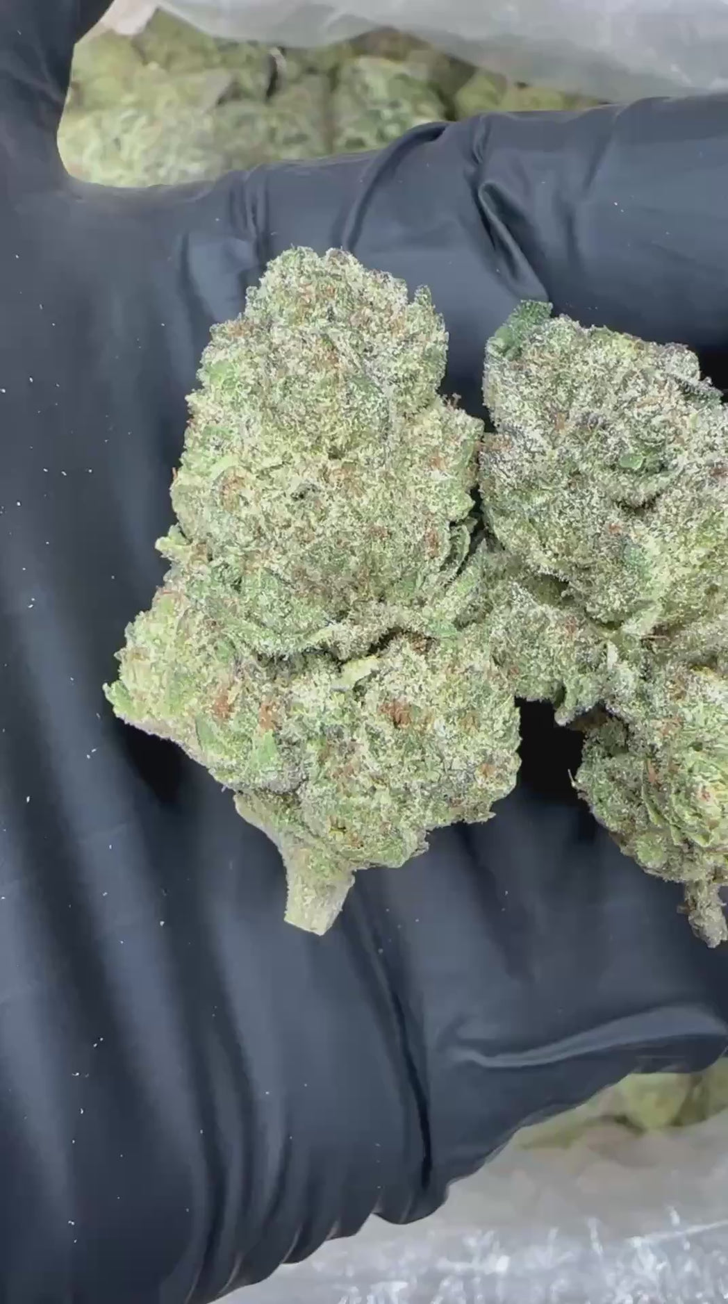Tangie close-up video